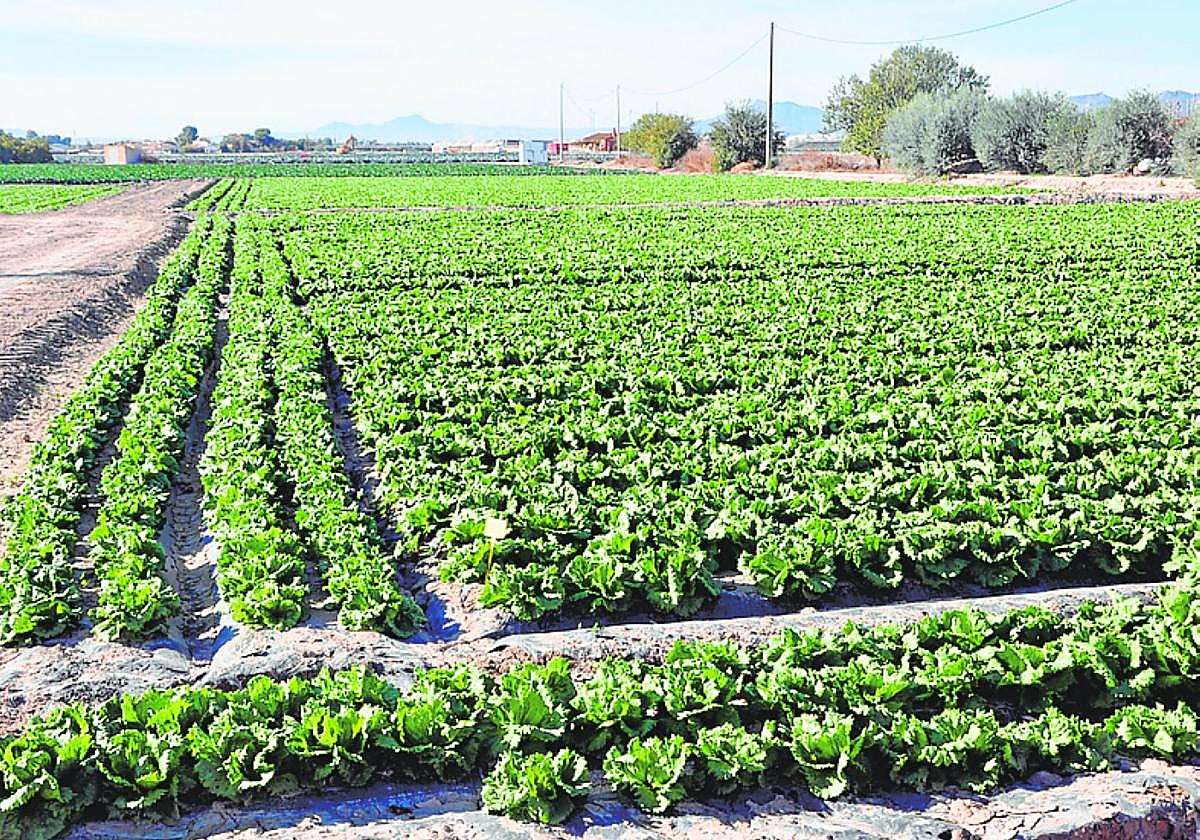 Campo de cultivo de lechuga en la zona de Lorca.