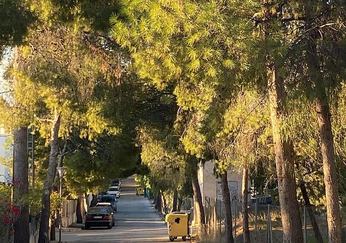 Pinares en el barrio de Los Vientos.