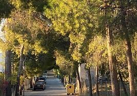 Pinares en el barrio de Los Vientos.