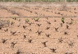 Imagen de archivo de una azona de cultivo.