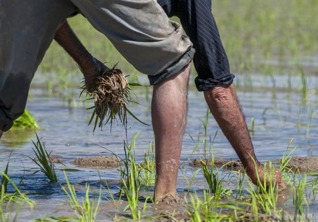 Un arrocero tapa huecos con plantas procedentes de la almajara en una caja inundada.