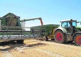 Una cosechadora descarga el grano sobre el remolque de un tractor.