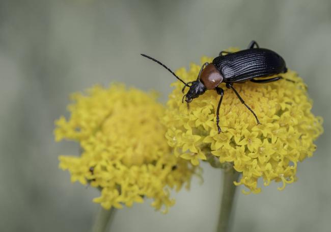 'Heliotaurus ruficollis'.