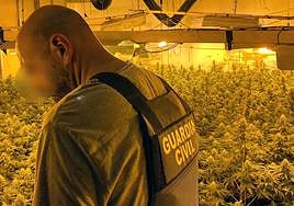 La plantación de marihuana desmantelada en Cieza.