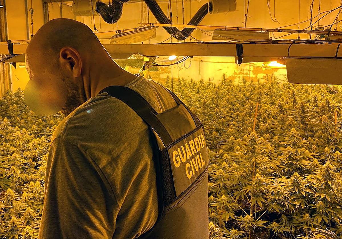 La plantación de marihuana desmantelada en Cieza.