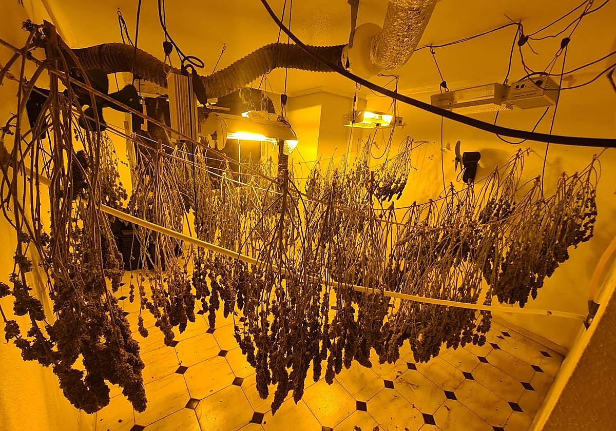 Algunas de las plantas incautadas por los agentes.