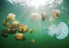 Medusas en el Mar Menor, en una fotografía tomada hace unos días.