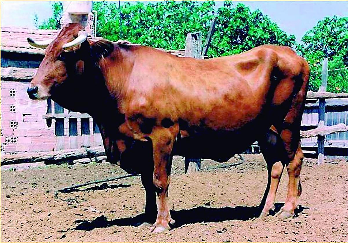 La vaca murciana levantina, en peligro de extinción, se recupera lentamente