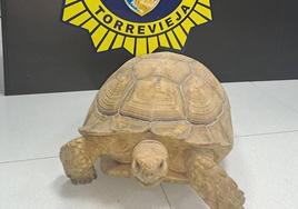 Tortuga sulcata