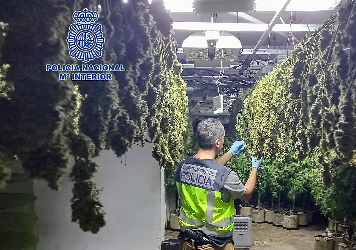 Un agente de la Policía Nacional, en la plantación de marihuana ubicada en una casa de Molina.