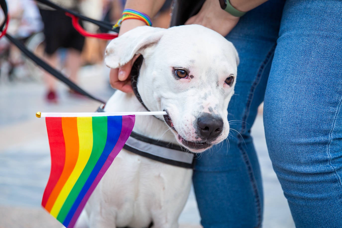 El Orgullo protesta contra la entrada de la ultraderecha en el gobierno de Orihuela