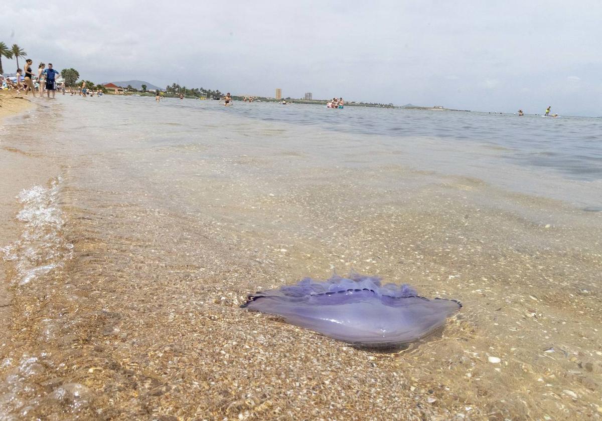 Medusas en el Mar Menor en el inicio de julio