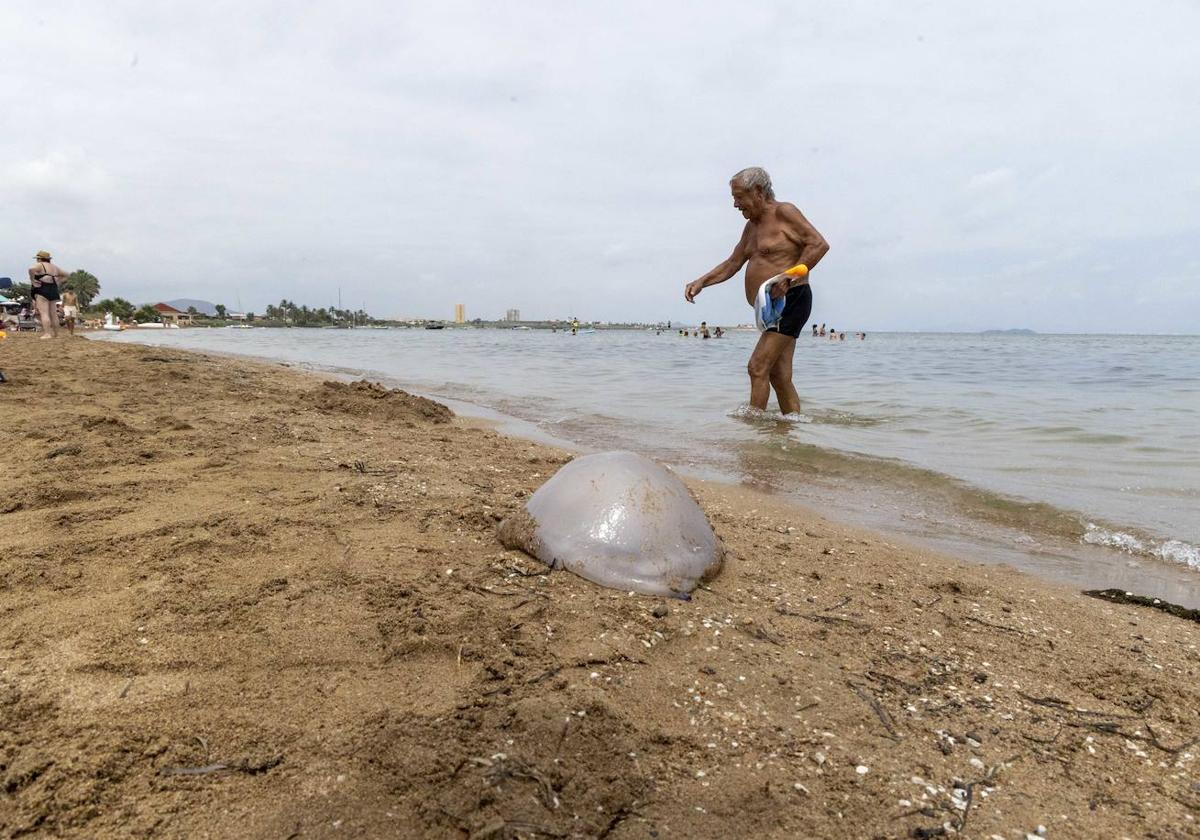 Medusas en Playa Honda.