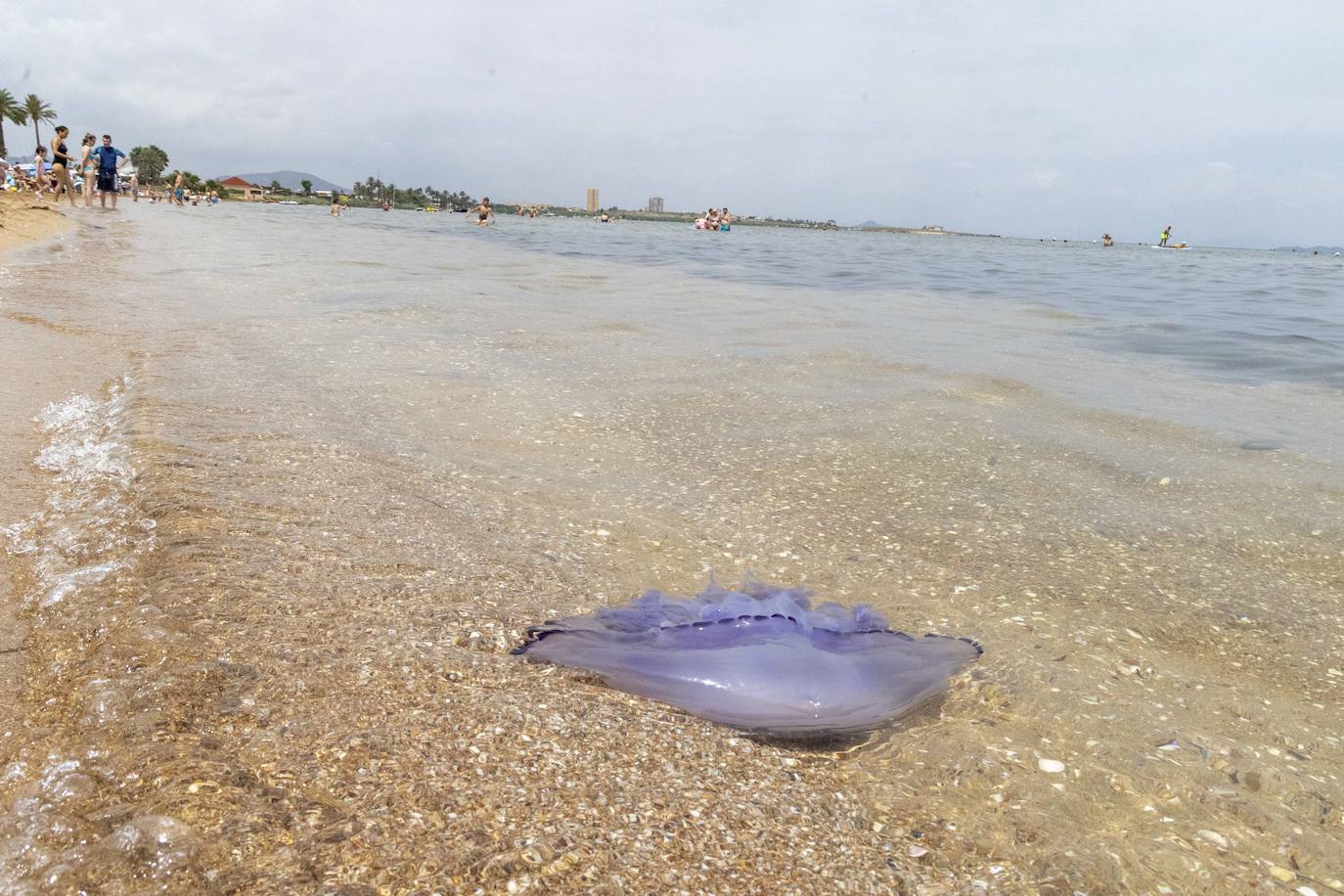 Medusas en el Mar Menor en el inicio de julio