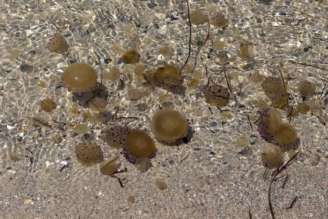 Medusas en el Mar Menor en el inicio de julio