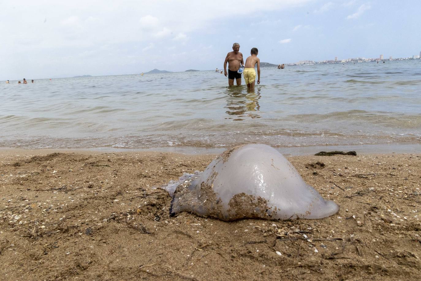 Medusas en el Mar Menor en el inicio de julio