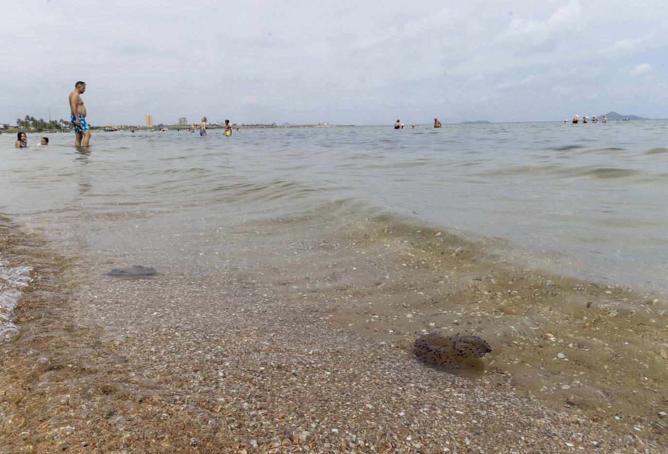 Medusas en el Mar Menor en el inicio de julio