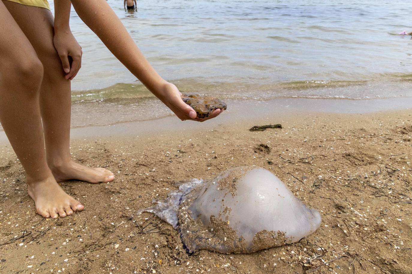 Medusas en el Mar Menor en el inicio de julio