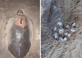 La tortuga boba y los huevos localizados en un nido en Isla Plana.