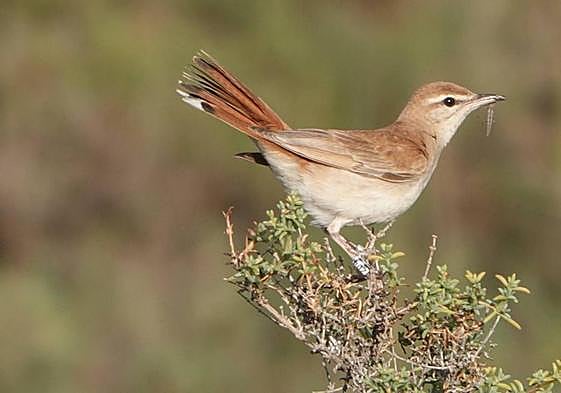 Alzacola marcado con una anilla en el entorno de la Chimenea de la Loma.
