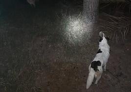Uno de los perros vigila al pie del árbol.