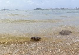 Medusas en la orilla del Mar Menor, en Playa Honda, el pasado sábado.