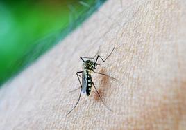 Un mosquito en la piel.