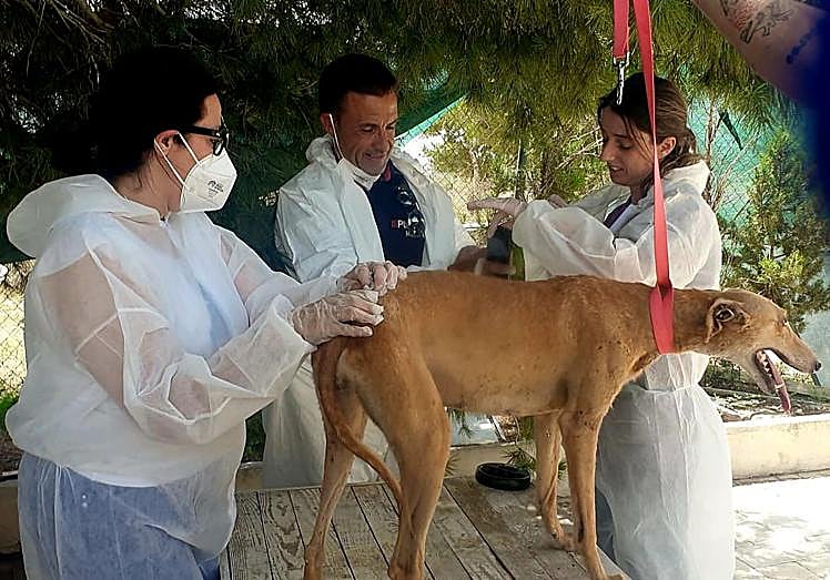 Imagen principal - Descubren en una finca de Molina de Segura decenas de perros y gatos sin agua ni comida