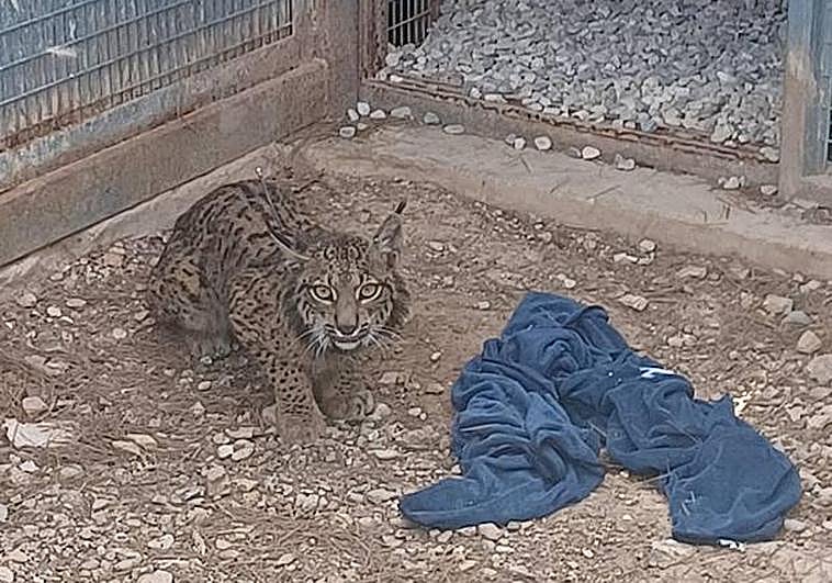 En la imagen, el lince 'Tejo', en el Centro de Recuperación de Fauna de El Valle. En vídeo, el animal en una casa de campo de las Tierras Altas de Lorca.