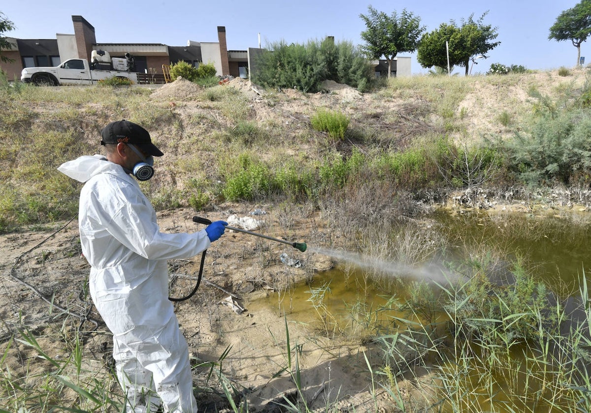 Un operario aplica larvicida en una charca de la urbanización La Quinta, en Molina de Segura, esta semana.