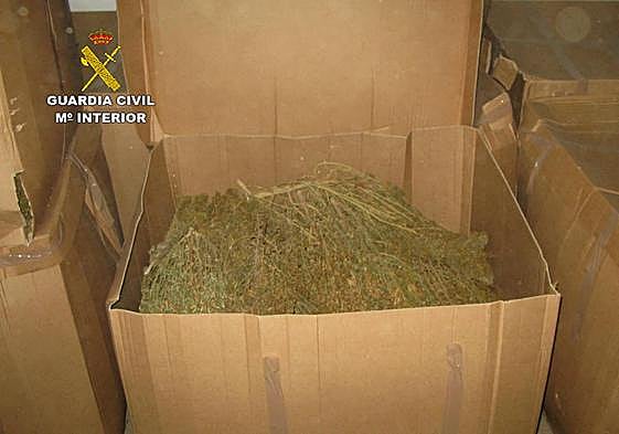 Una de las cajas donde se guardaba las plantas de marihuana secas y cortadas.