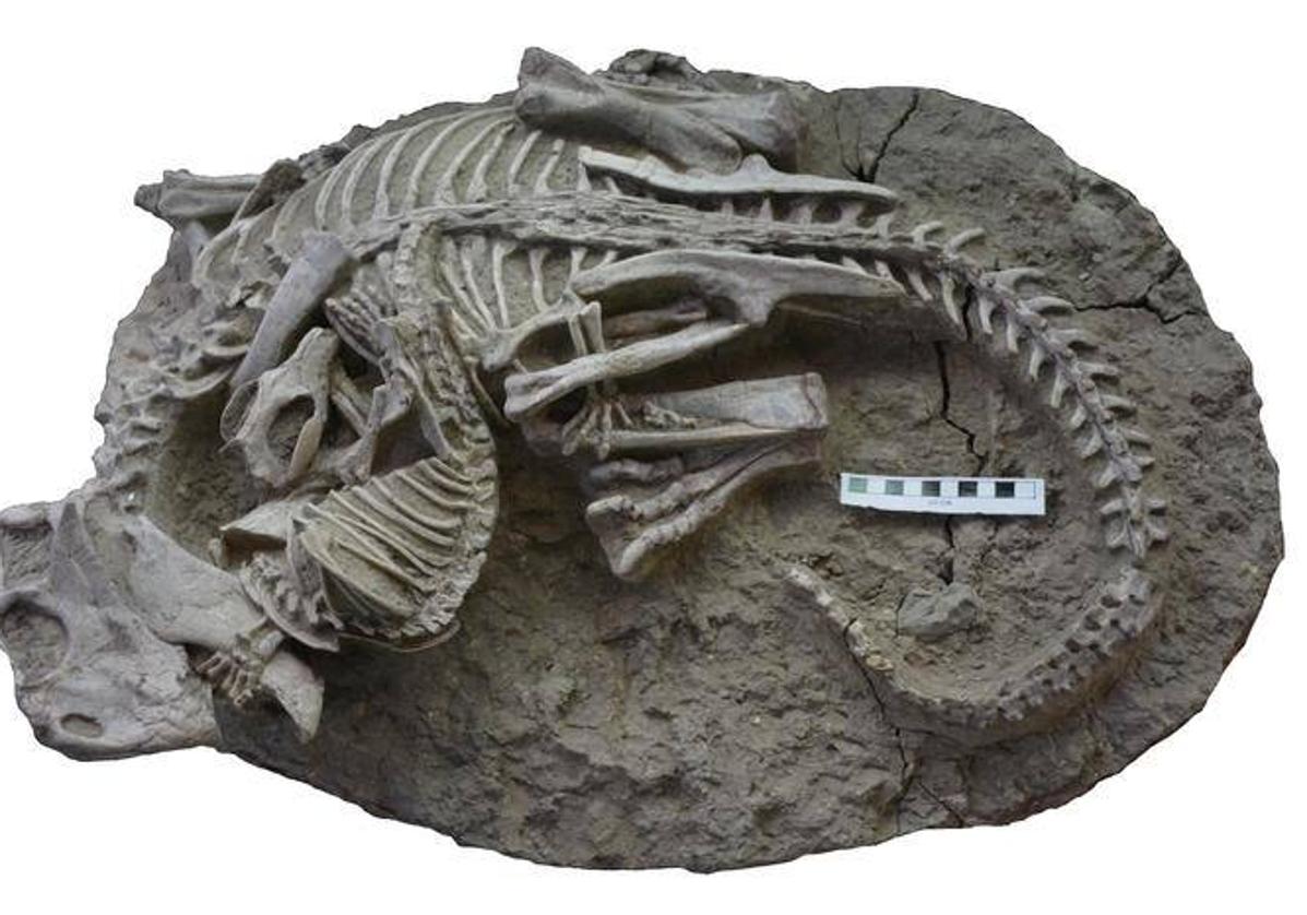 El fósil muestra los esqueletos enredados del Psittacosaurus y del Repenomamus