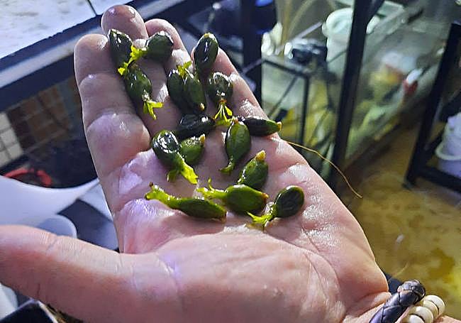 Frutos de la planta marina 'Posidonia oceanica' en el vivero de Portmán.