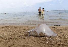 Una medusa en la orilla del Mar Menor en Playa Honda (Cartagena), este mes.