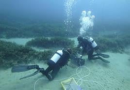 Plantación de 'Posidonia oceanica' en los fondos de la bahía de Mazarrón.