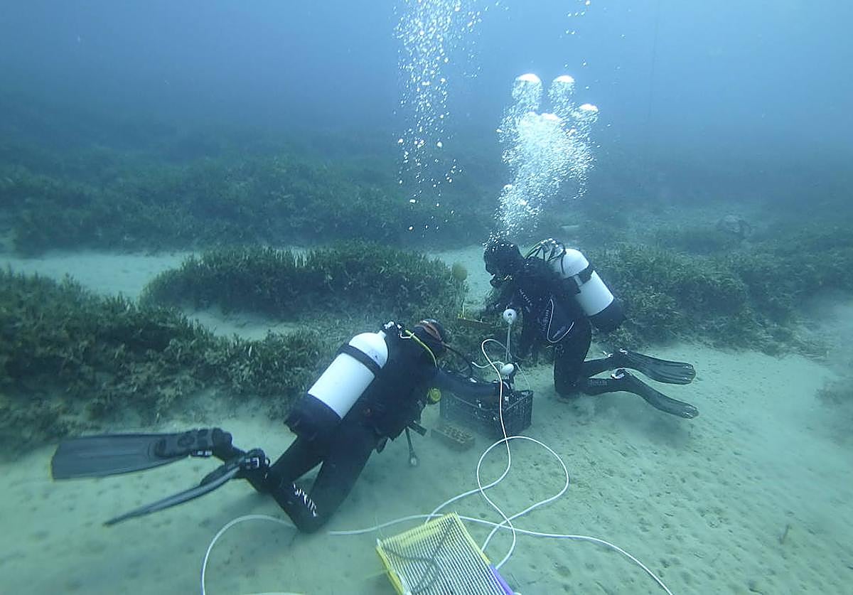 Plantación de 'Posidonia oceanica' en los fondos de la bahía de Mazarrón.