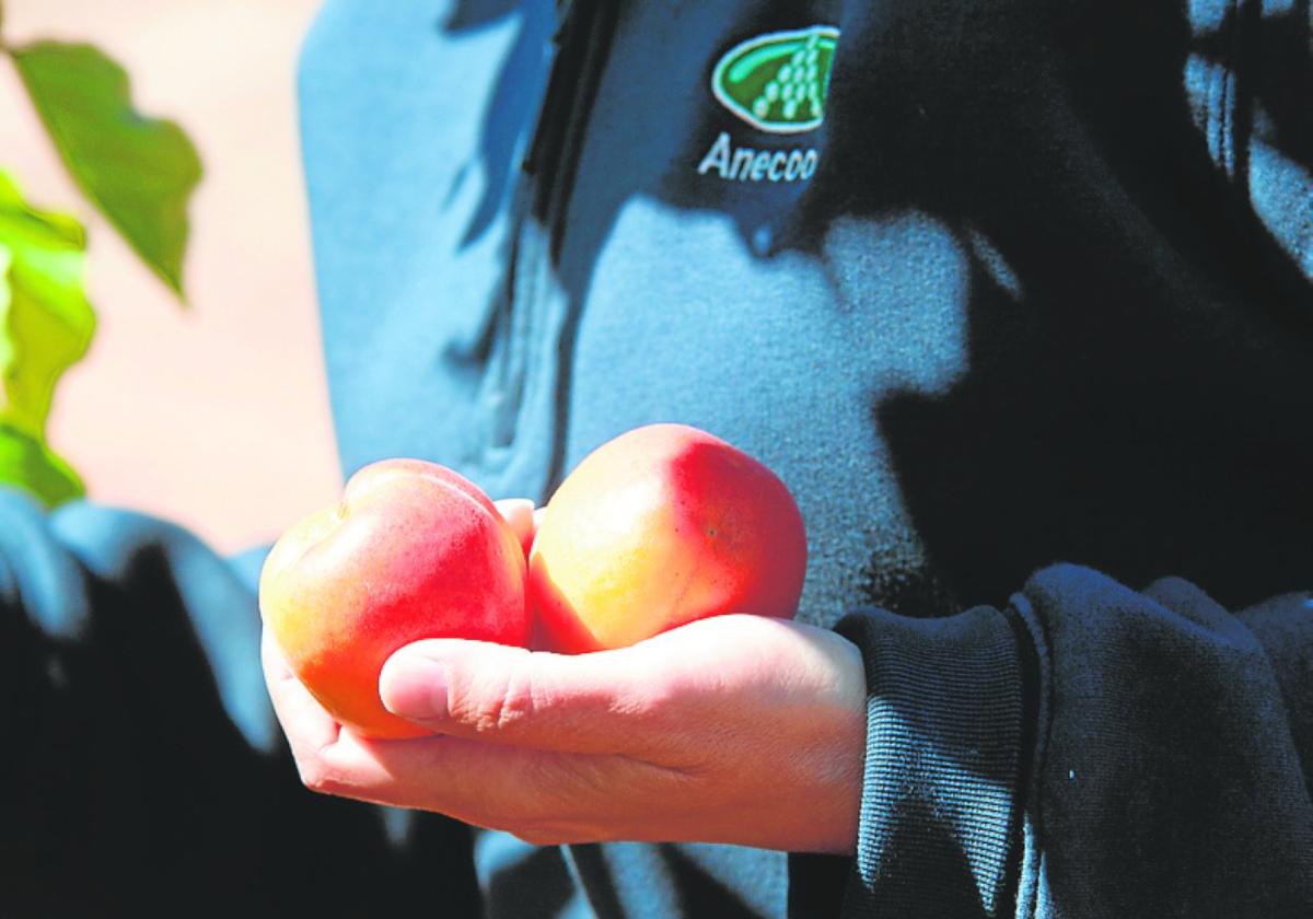 Las frutas y hortalizas son un imprescindible para mantenerse sano en verano.