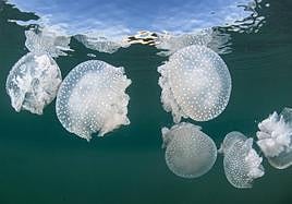 Medusa manchada australiana o campana flotante ('Phyllorhiza punctata'), detectada en el Mar Menor en los últimos meses.