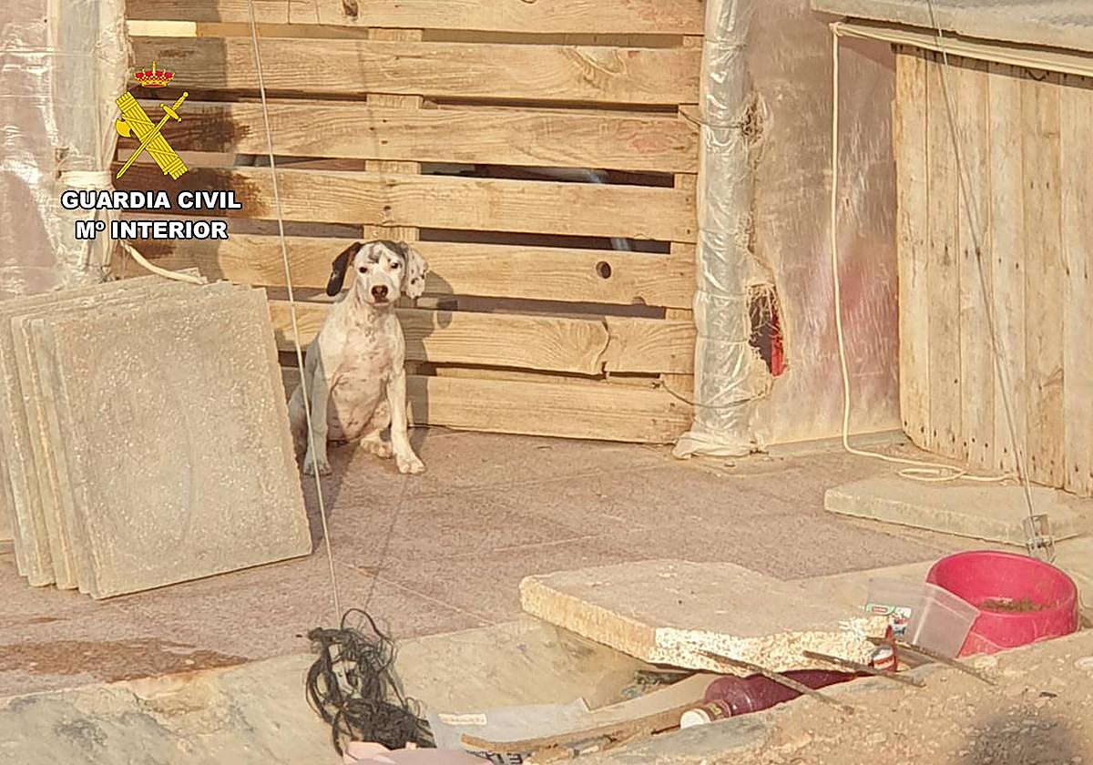 Uno de los perros localizado en la vivienda de Mazarrón.