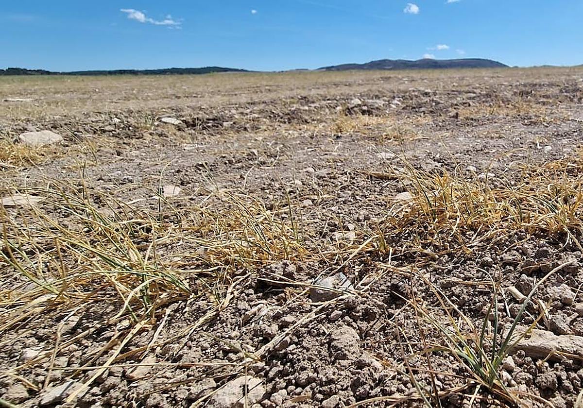 Un cultivo de secano afectado por la sequía, en una imagen de archivo.