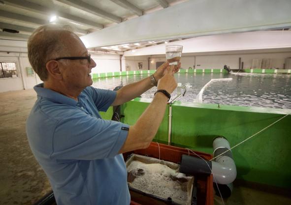 Imagen secundaria 1 - Arriba, los tanques de la planta del IEO en Mazarrón, donde se realiza el cultivo larvario y se alimenta a los alevines. Abajo, Fernando de la Gándara revisa una muestra de agua en la ICRA. 