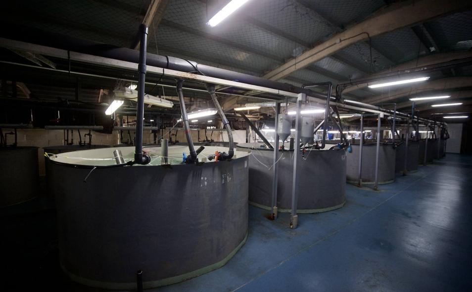 Imagen principal - Arriba, los tanques de la planta del IEO en Mazarrón, donde se realiza el cultivo larvario y se alimenta a los alevines. Abajo, Fernando de la Gándara revisa una muestra de agua en la ICRA. 