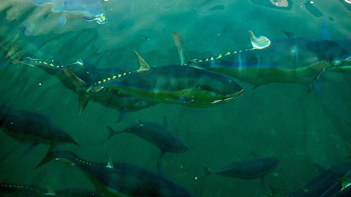 El largo camino a tierra del atún rojo