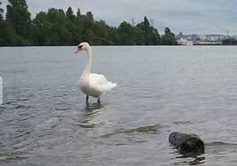 Un gamberro hiere de muerte a un cisne