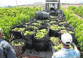 Unos trabajadores vendimian, ayer, en el viñedo de las Bodegas Serrano, de Pozo Estrecho.