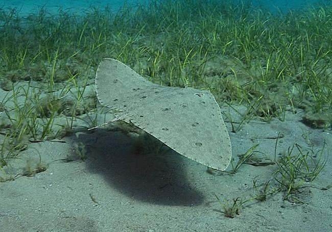 Una mantelina sobre un arenal de la costa de la Región.