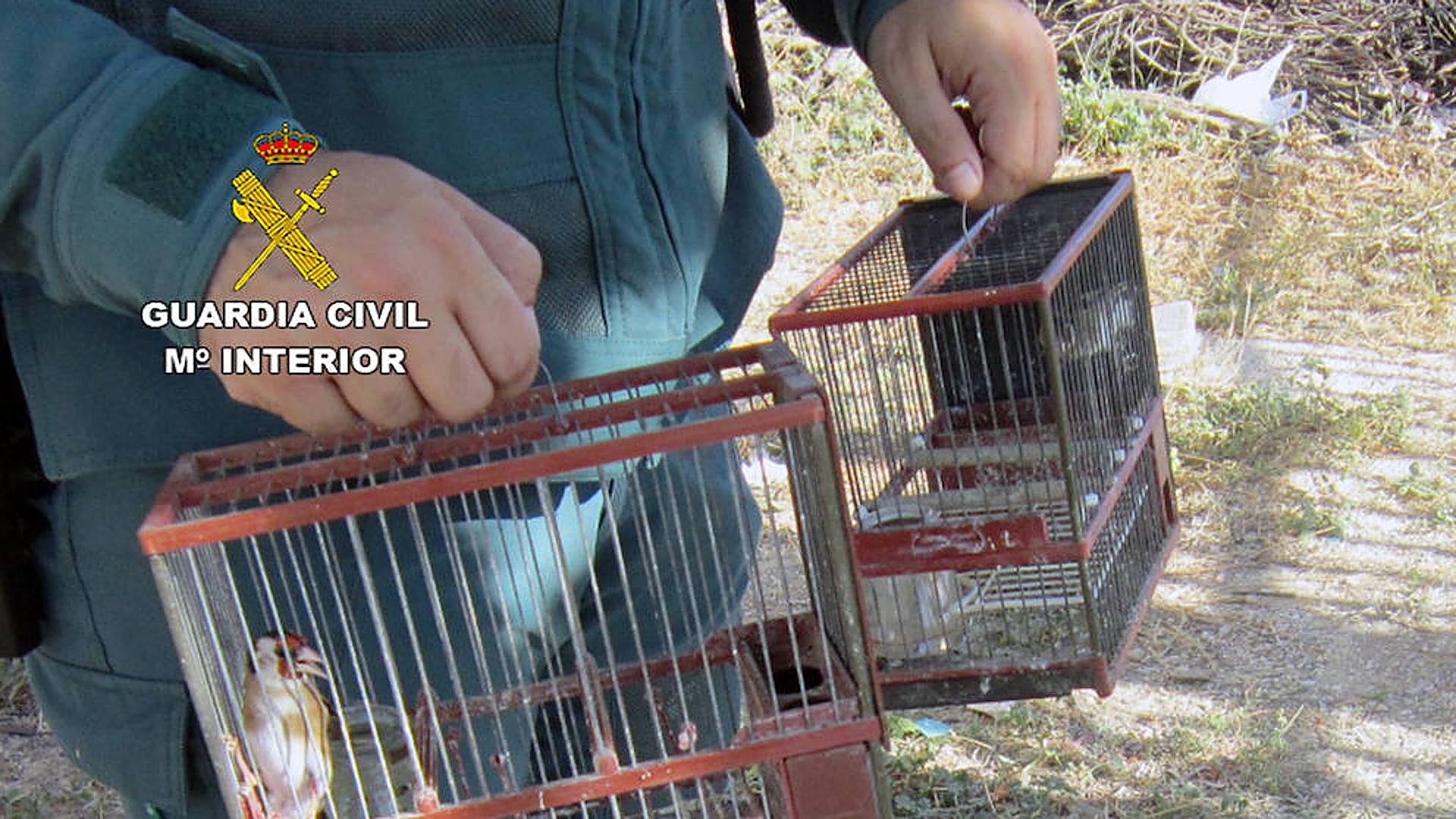 Arrested for placing glue sticks on trees to capture goldfinches in Caravaca