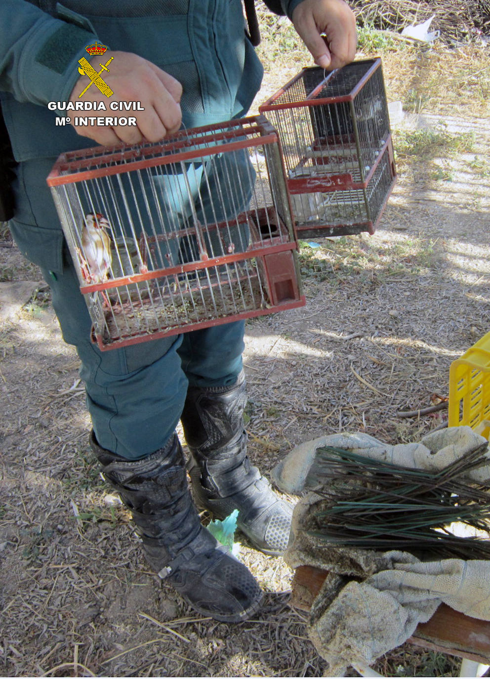 Los dos jilgueros liberados por la Guardia Civil