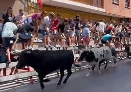 Imagen del segundo encierro de la Feria de Blanca.