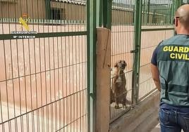 Uno de los perros recuperados por los agentes de la Guardia Civil